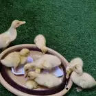 بط بكيني