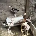 للبيع فروخ سندي