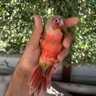 كنيور اناناس دبل رد فاكتور اليف وهدد نشبه ومفطوم حمامه