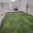 ازالة ترتيب النخيل والاشجارو