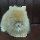 ارانب زينه
