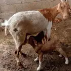 شاه تحتها 2 ذكران محايل عسير