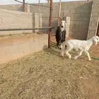 شاه نجديه متبع