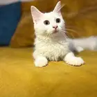 قطتين سيرازي للتبنى