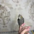 فرخ كروان