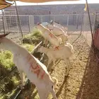 برابر وتيوس وسواكن ونعيمي أضاحي
