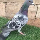 ذكر زاجل سباق