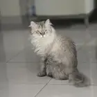 قط هيمالايا للتبني