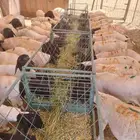 برابر وتيوس صوماليه وسواكن حمرى جذع قعدان صوماليه