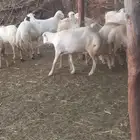 ضان رفيديات قرايب دفيع على شرط وشك الولاده وسن وديس وجرم ماش