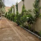 جميع انواع النخل والأشجار