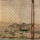 آدمي ذكر وانثى