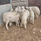 11 من البهم نظاف وسمان وشعره