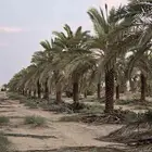 سلام عليكم ورحمة الله وبركاته يوجد لدينا جميع انواع الأشجار