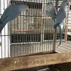 طيور درة هولنديا محللين