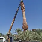 بيع النخيل الزينه الواشنطني والنخيل العربي المثمر