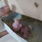 زوج كروان البينو دين حمر منتج شرط