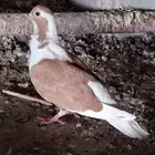 حمام شامي للبيع