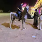 اللبيع حصان عربي