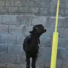 معزا سوريات صنف