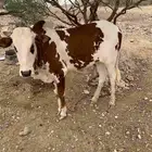 حسيل اللبيع