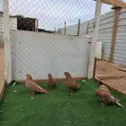 حمام هولندي