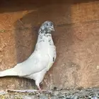 حمام باكستاني