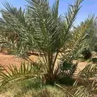 فسايل للبيع ب عيون الجواء وضواحيها