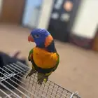 للبيع طير لوري رد كولار