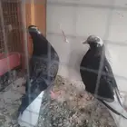 طبه قطيفي مذيلات.