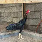 ديك شامو ألماني دم هزاز