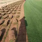 ارخص عشب طبيعي