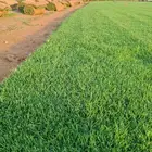 ثيل سئ 2000صافي وطبيعي الموقع الخرج