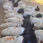 برابر وسواكن وقعدان مرابي واسعار ممتازة