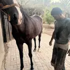 horse farrier