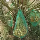 جثايث نقايل نخل للبيع