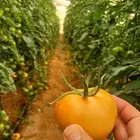 فرص استثمار متميزة للجادين فقط