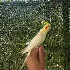 كروان لاتينو اليف حمامة ومفطوم