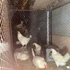 دجاج ابيض العدد 5 معا ديكها العدد كامل 6