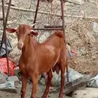 تيس بلدى وتيس كينى فل شحم البلدى جءع والكينى ثنى