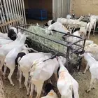 تيوس صومالية بسعر تنافسي جدا جدا