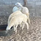 رخال ( املج )