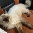 قط نوع هاملايا انثى العمر سنه ونص تقريبا