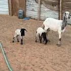 حرية رباع تم البيع