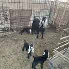 عنز خلفة معها ثلاثة