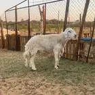 خروف حري مشروط