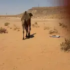بكره داخله لقيه قصب ومقنوي وسمين البيع مستعجل واصلها عقابيه