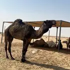 قعود اصفر كفو