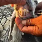 معزا