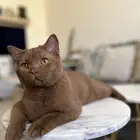 British shorthair